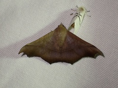 Chilkasa falcata