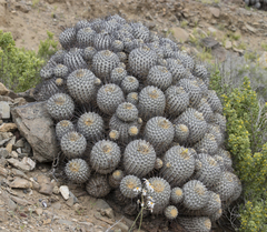 Copiapoa dealbata