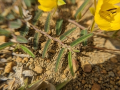 Chamaecrista garambiensis