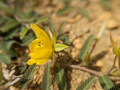 Chamaecrista garambiensis