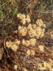 Pseudognaphalium californicum