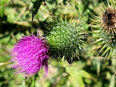 Cirsium vulgare