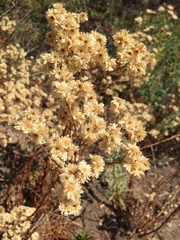 Pseudognaphalium californicum