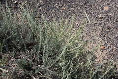 Atriplex gardneri