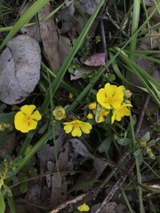 Hibbertia obtusifolia