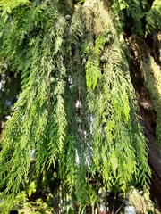 Cupressus pendula