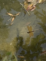 Perithemis tenera
