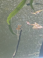 Perithemis tenera