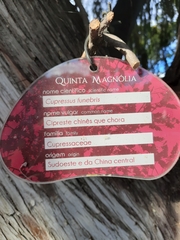 Cupressus pendula