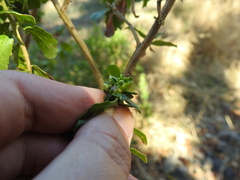 Rhopalomyia californica