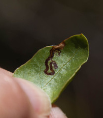 Stigmella prunifoliella