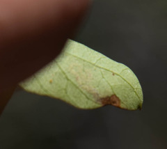 Stigmella prunifoliella