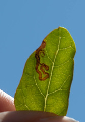 Stigmella prunifoliella