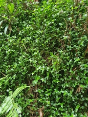 Tradescantia fluminensis