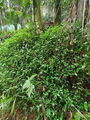 Tradescantia fluminensis