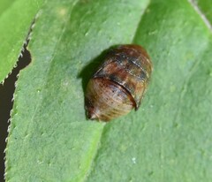 Penthimia americana