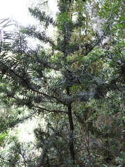 Podocarpus