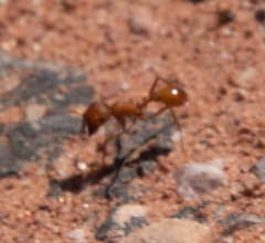 Pogonomyrmex occidentalis