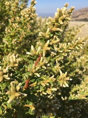 Baccharis pilularis consanguinea