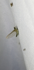 Ephemeroptera