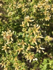 Baccharis pilularis consanguinea