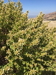 Baccharis pilularis consanguinea
