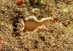 Glossodoris rufomarginata