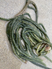 Caulerpa brownii