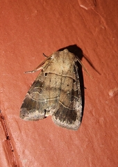 Agnorisma badinodis