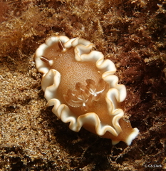 Glossodoris rufomarginata