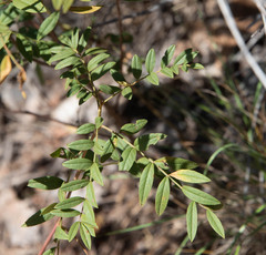 Glycyrrhiza lepidota