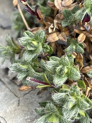 Cerastium morrisonense