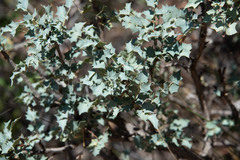 Quercus turbinella
