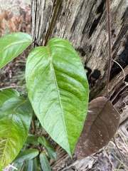 Parsonsia