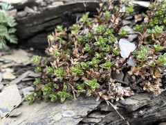 Cerastium morrisonense