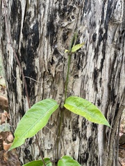 Parsonsia