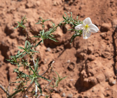 Oenothera pallida