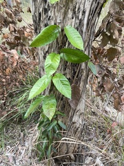Parsonsia