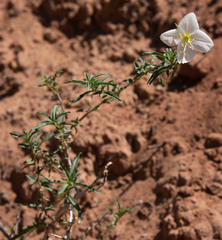 Oenothera pallida