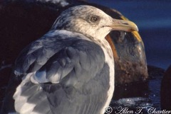 Larus schistisagus