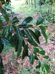 Mangifera indica