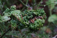 Phylloplecta tripunctata