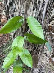 Parsonsia