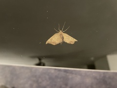 Eulithis diversilineata