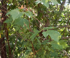 Acer glabrum