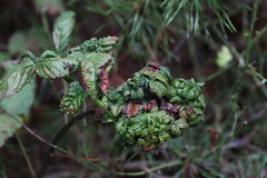 Phylloplecta tripunctata