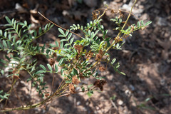 Glycyrrhiza lepidota