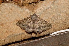 Eudesmeola lawsoni