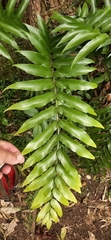 Asplenium oblongifolium