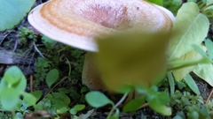Lactarius aestivus